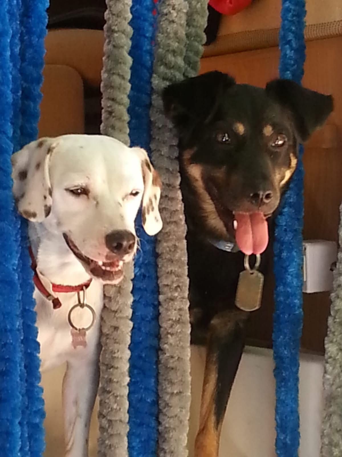 Cane bianco e cane nero all'interno di un camper